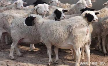 国内肉牛价格低迷怎样应对,肉羊价格持续下跌什么意思