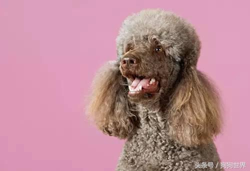 狗狗美丽第一大杀手：泪痕问题全分析！