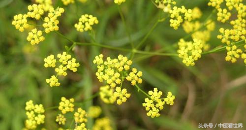 妇女思男子而不可得！一服此草，升阳举陷，疏肝解郁！