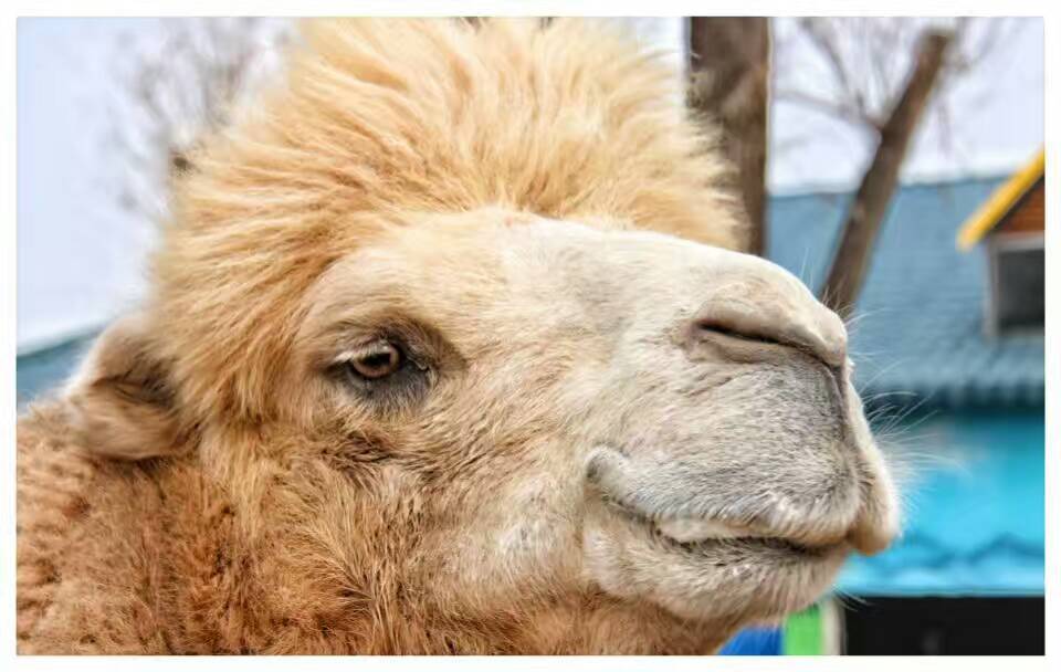 德州记者摄影师,德州专业摄影师