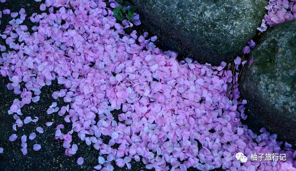 樱花旅行记全集视频,日本樱花7日游攻略大全