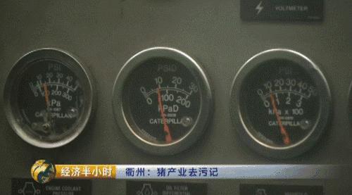 养猪致富2021,养猪致富猪大肠