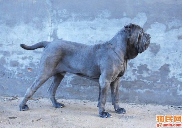 盘点十大帅气猛犬你值得拥有,十大猛犬排名加纳利