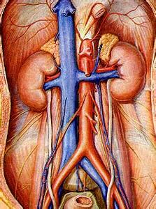 肚子硬硬的还有东西在跳,肚子腹部左侧有一个鼓起的硬包
