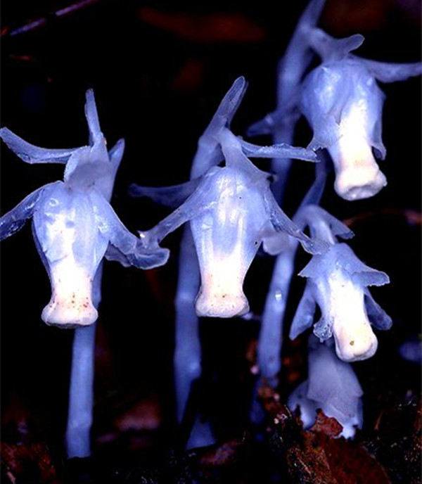 农村有根茎的野草,农村随处可见的18种野草