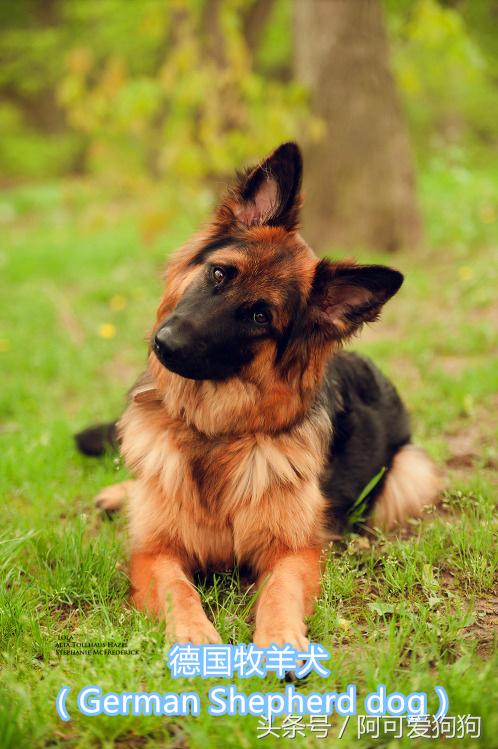 超级好看的大耳狗,短尾立耳狗