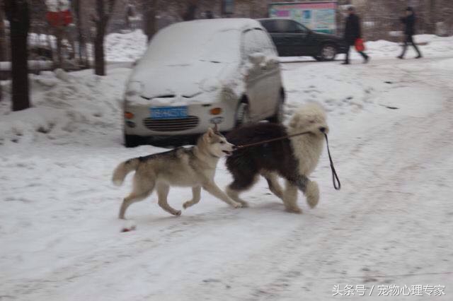 说好的没有哈士奇带不二的狗呢？为什么就被古牧给溜了