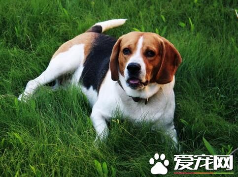 比格犬是大型犬吗比格犬成年多大,比格犬怎么养一天喂几次狗粮