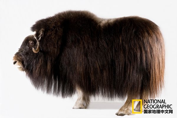 方舟拍摄六种无脊椎动物,十种不怕火的动物