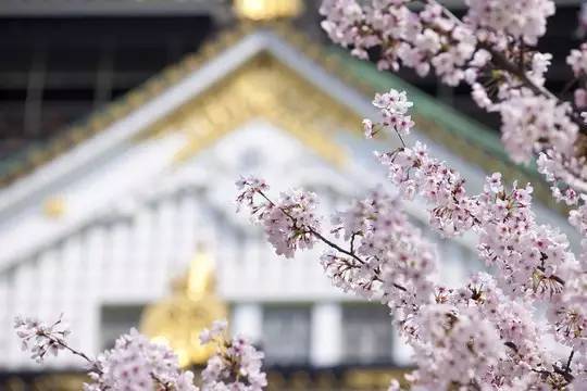 全日空正常飞日本票价,全日空和日本航空
