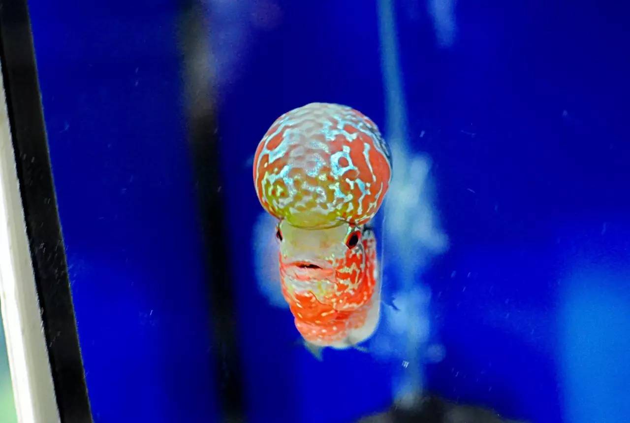 水质管理技巧视频,水质管理的基本方法