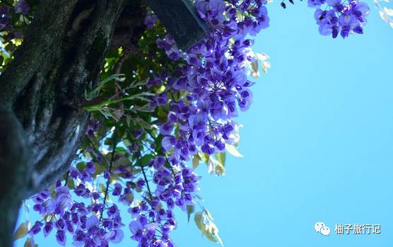 樱花旅行记全集视频,樱花季日本14天旅游攻略