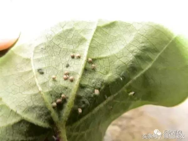 棉蚜治理,棉蚜严重怎么治