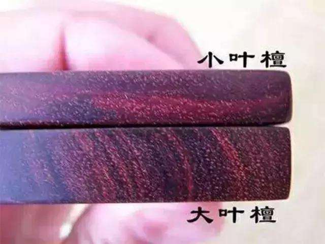 真正的紫檀树,真正的紫檀木材