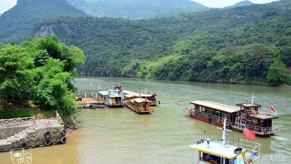 连州菜心拍卖最高价,至尊连州菜心什么价