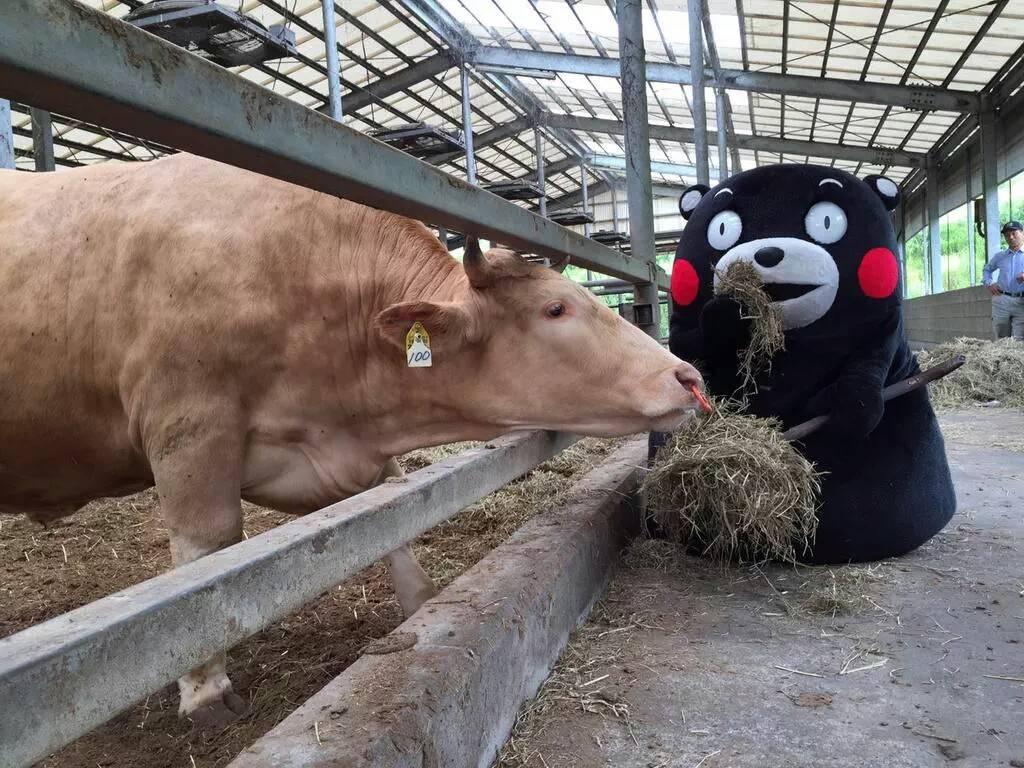 熊本县和熊本熊的关系 (熊本熊的诞生和走红之谜)