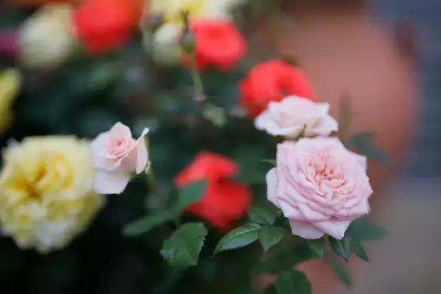 闇插彴澶氳倝鑺卞洯椁愬巺,澶氳倝妞嶇墿椁愬惂