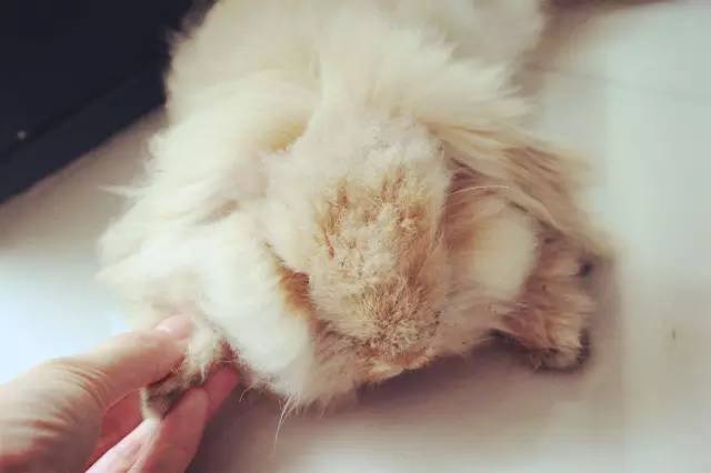 养宠物兔对人体有害吗,养宠物兔好玩吗