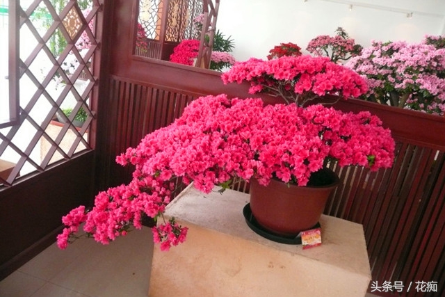 杜鹃花为什么这样红,杜鹃花花朵发蔫怎么救