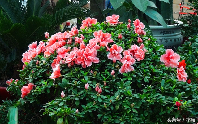 杜鹃花为什么这样红,杜鹃花花朵发蔫怎么救