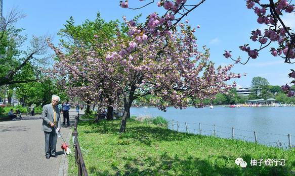樱花旅行记全集视频,日本樱花7日游攻略大全
