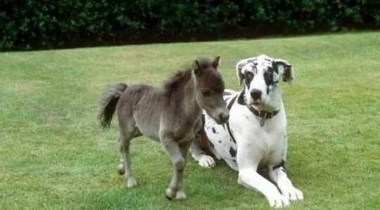 动物趣闻大全400字,动物趣闻