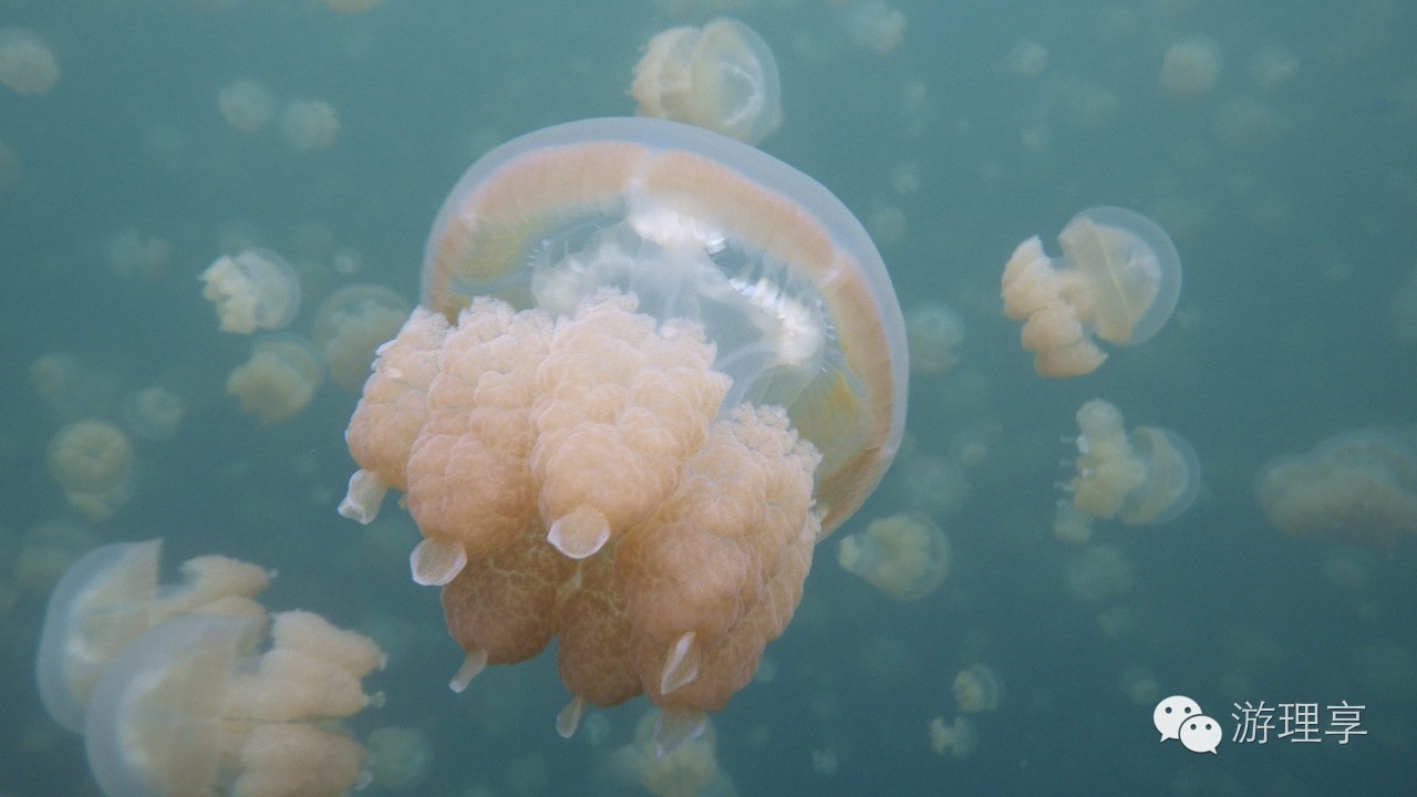 美丽的海岛帕劳风景,帕劳旅游攻略海岛