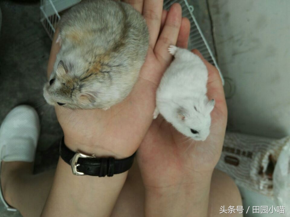 花10元买了两只小仓鼠，没想到几个月后收获一窝软萌的糯米团子
