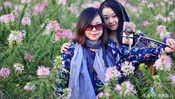 连州菜心拍卖最高价,至尊连州菜心什么价