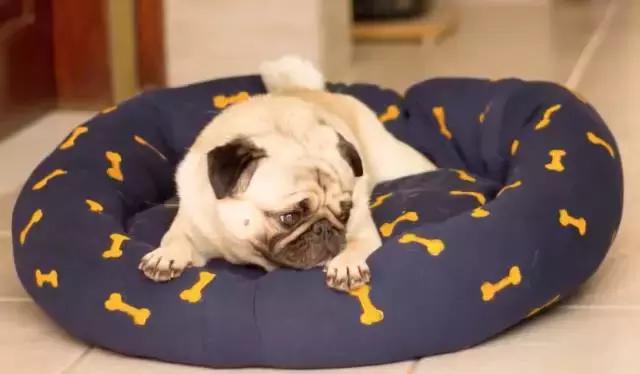 给狗狗洗澡的方法简单易学又省钱,学会这一招让狗狗乖乖听话