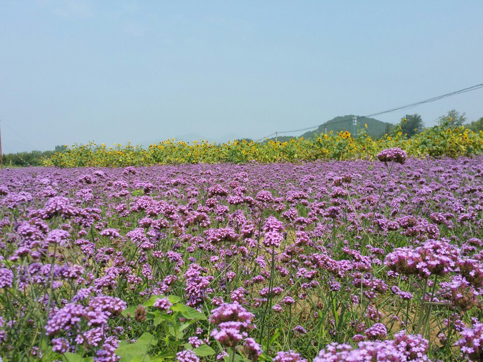 北京的薰衣草庄园门票,北京薰衣草庄园门头沟
