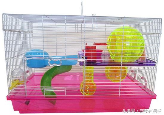 怎么照顾仓鼠才不会死,怎么样才能照顾好仓鼠