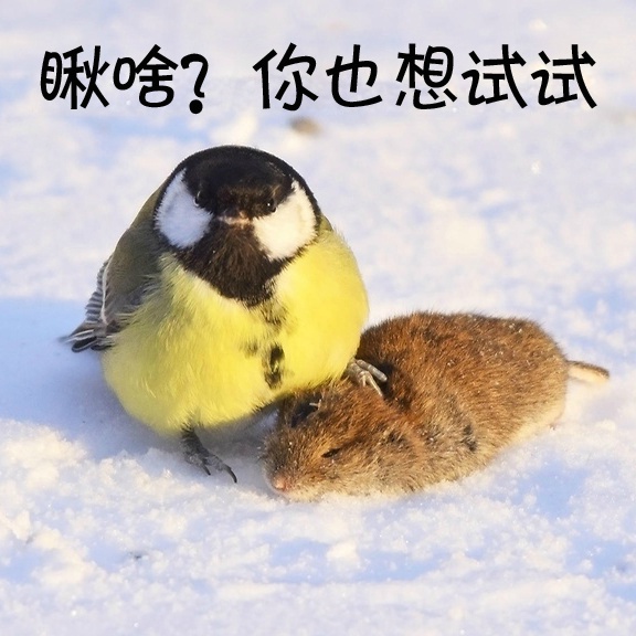 鸟界平头哥，传说中的“食脑狂魔”、“僵尸鸟”，霸气侧漏！