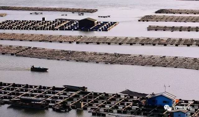 2021年钦州大蚝,钦州大蚝质量