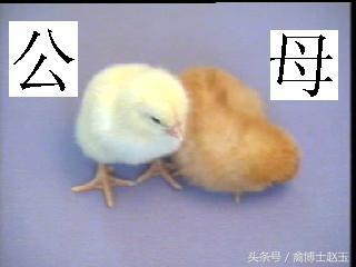 分公母是什么,分公母的讲究视频