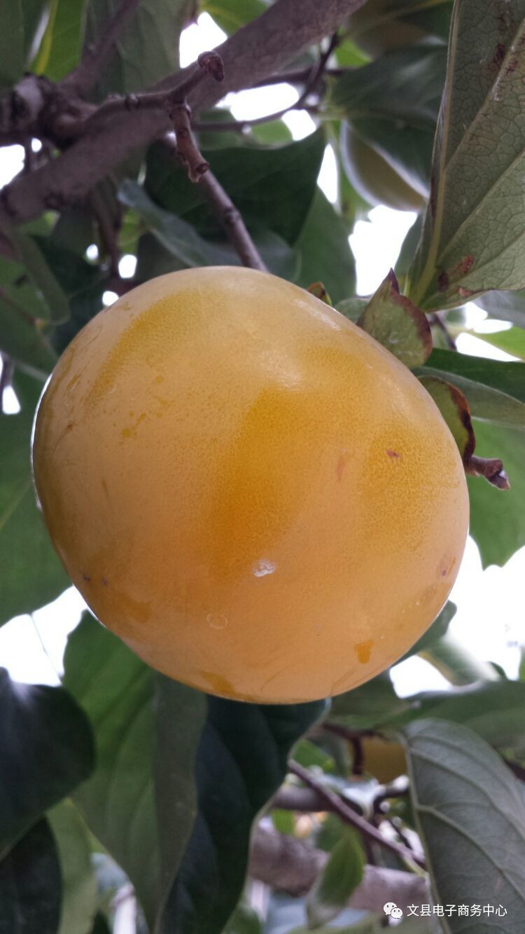 文县贾昌一个“胖子”变”瘦子“的过程