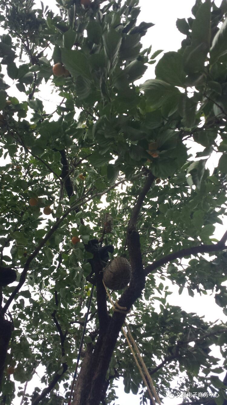 文县贾昌一个“胖子”变”瘦子“的过程