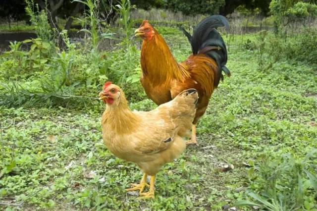 闇插彴澶氳倝鑺卞洯椁愬巺,澶氳倝妞嶇墿椁愬惂