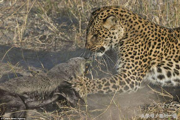 顶级原生态藏獒,盘点猛兽藏獒