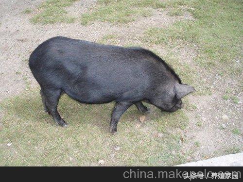 母猪常见的8个问题,解决母猪生理性不孕