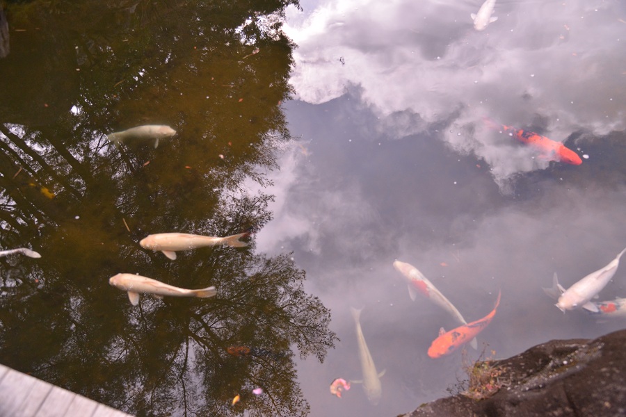 阿含桐山杯视频,阿含桐杯决赛视频完整版