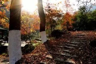 哇！一年后的瓯海瞿溪，竟然美得如此惊艳！