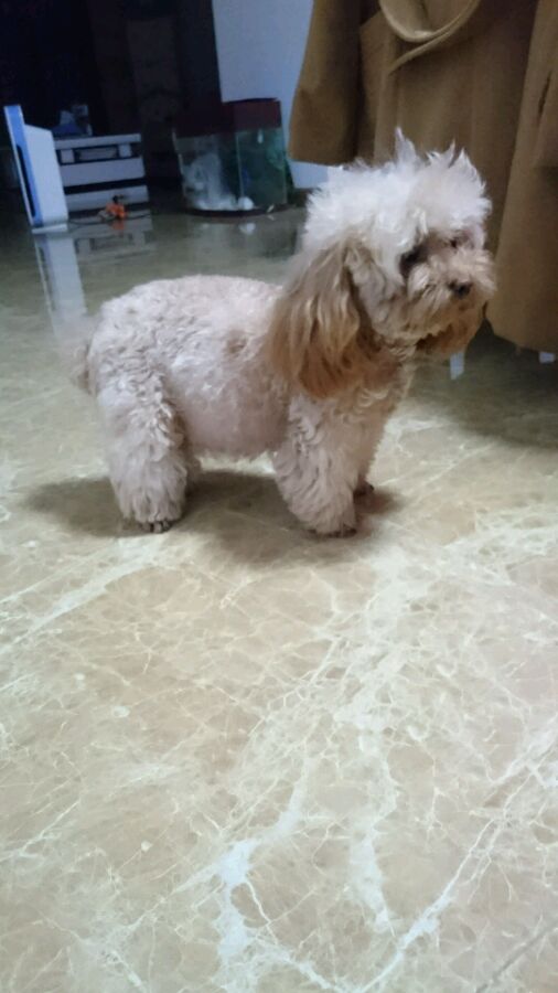 泰迪怀孕了会变得很瘦吗,泰迪怀孕后期为什么特别瘦