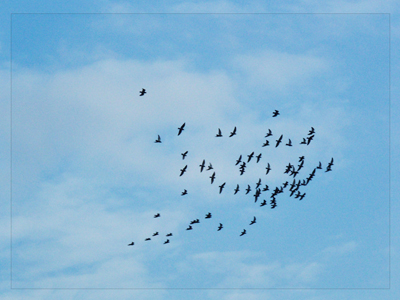信鸽比赛全过程记录,信鸽比赛归巢全过程视频