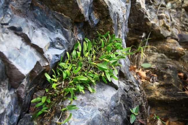 铁皮石斛的种植方法大全,铁皮石斛繁殖方法