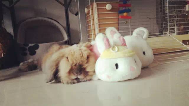 养宠物兔对人体有害吗,养宠物兔好玩吗