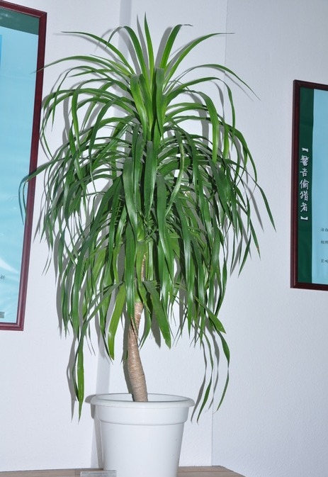 龙血树烂心修剪多久可以复活,龙血树怎么修剪长高