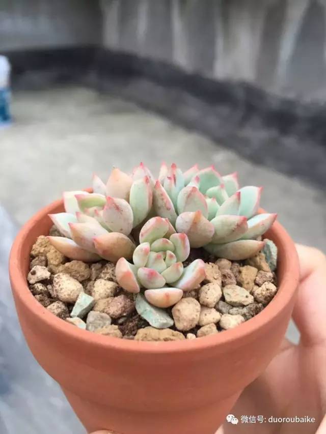 入肉坑,入坑一年半的新手养肉心得