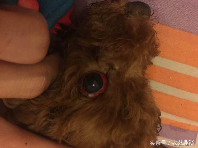 泰迪眼睛被咬处理方式是什么,泰迪被咬的位置毛变色了