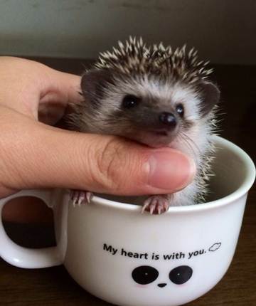 异宠:刺猬界的侏儒——非洲迷你刺猬